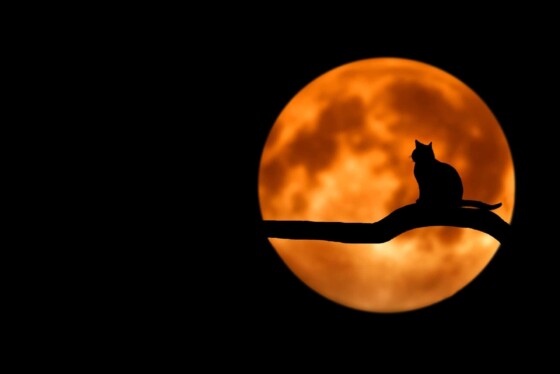 Black cat on a tree branch in front of a full moon